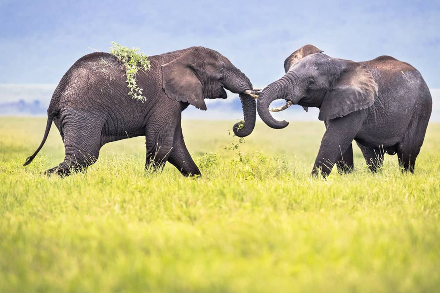 3days-2nights-wildlife-safari-amboseli-national-park