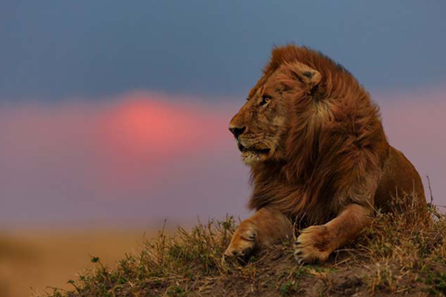 4days-wildlife-safari-maasai-mara-nakuru