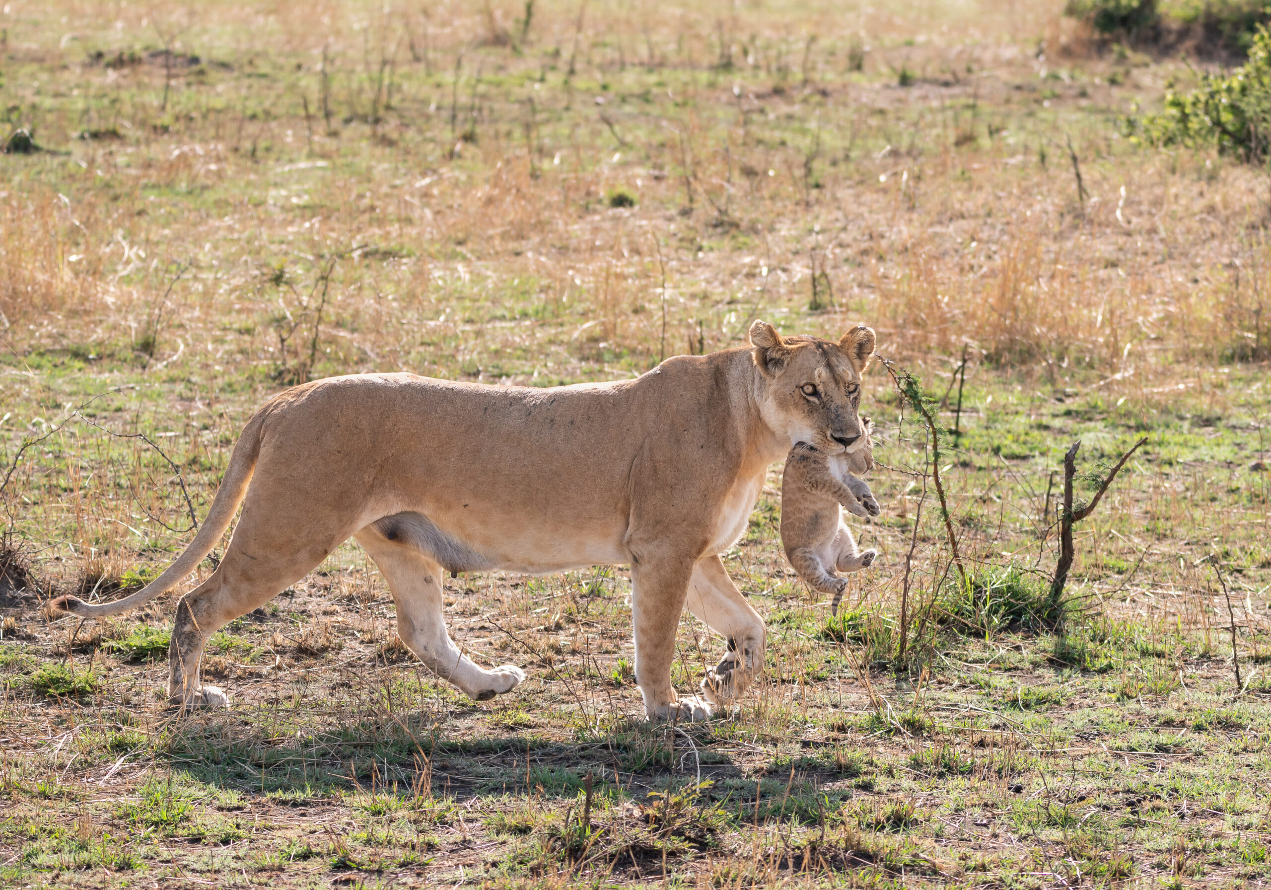 5days-tanzania-camping-safari